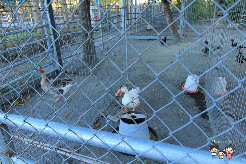 2017花在彰化溪州公園 184