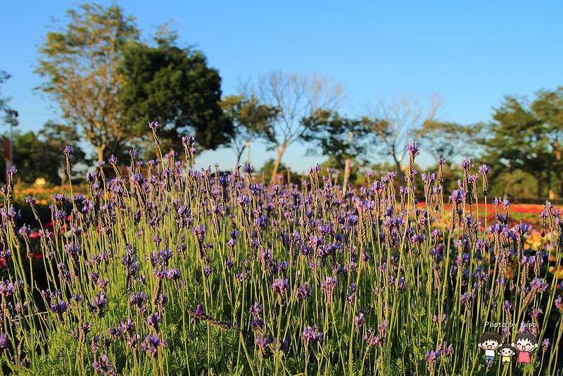 2017花在彰化溪州公園 160