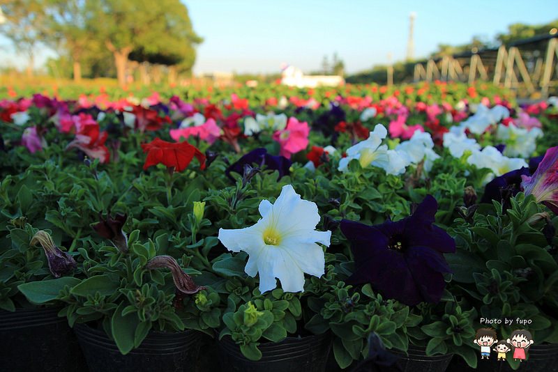 2017花在彰化溪州公園 149