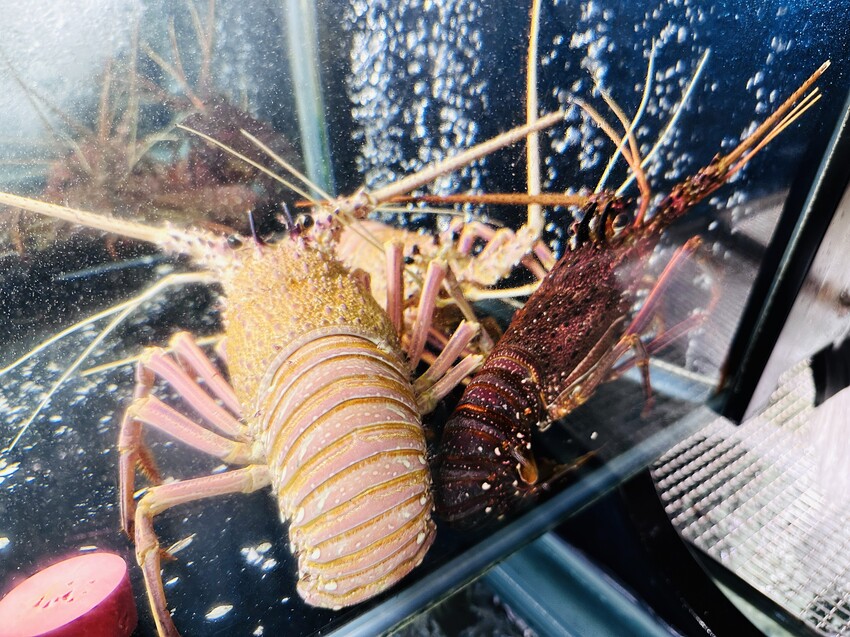 【永豐棧酒店】台中西屯區住宿推薦!超優惠一泊二食方案,入住「