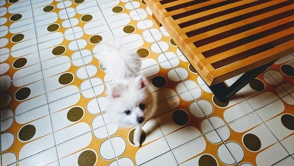 38686895_1997976080234071_761616942757838848_n