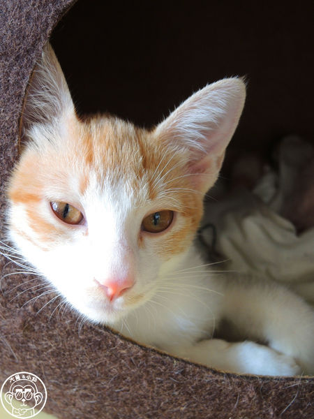 白水 café-restaurant:呷飽祙【新北淡水・白水 café-restaurant】寵物友善餐廳