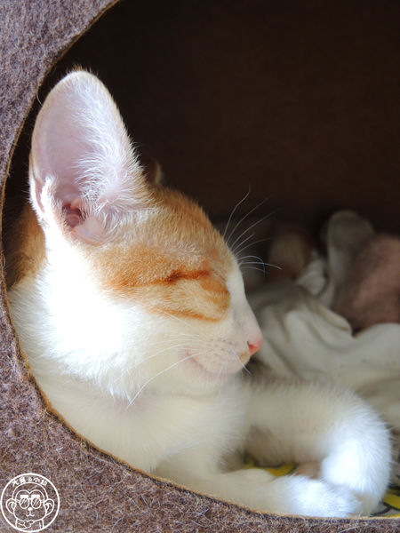 白水 café-restaurant:呷飽祙【新北淡水・白水 café-restaurant】寵物友善餐廳