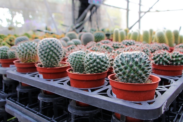 埔茂花市：【彰化芬園景點】埔茂花市~幸福花園咖啡，多肉植物及園藝造景，噴水池木藝造景好拍，DIY盆器，溜滑梯，盪鞦韆和戲沙池，親子遊趴趴GO