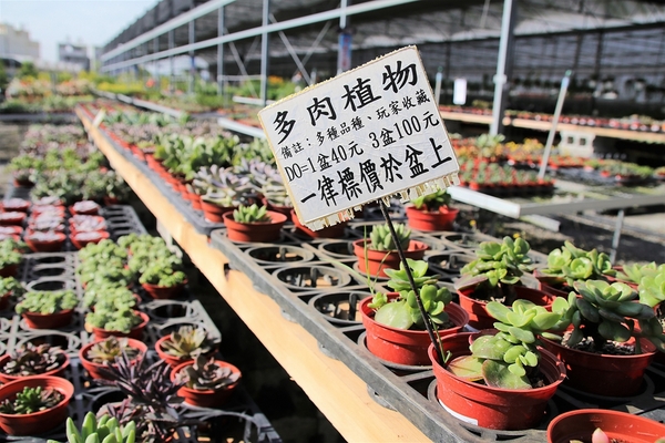 埔茂花市：【彰化芬園景點】埔茂花市~幸福花園咖啡，多肉植物及園藝造景，噴水池木藝造景好拍，DIY盆器，溜滑梯，盪鞦韆和戲沙池，親子遊趴趴GO