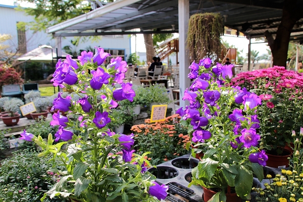 埔茂花市：【彰化芬園景點】埔茂花市~幸福花園咖啡，多肉植物及園藝造景，噴水池木藝造景好拍，DIY盆器，溜滑梯，盪鞦韆和戲沙池，親子遊趴趴GO