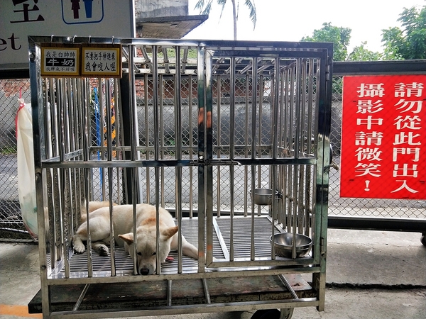 埔茂花市：【彰化芬園景點】埔茂花市~幸福花園咖啡，多肉植物及園藝造景，噴水池木藝造景好拍，DIY盆器，溜滑梯，盪鞦韆和戲沙池，親子遊趴趴GO