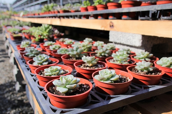 埔茂花市：【彰化芬園景點】埔茂花市~幸福花園咖啡，多肉植物及園藝造景，噴水池木藝造景好拍，DIY盆器，溜滑梯，盪鞦韆和戲沙池，親子遊趴趴GO