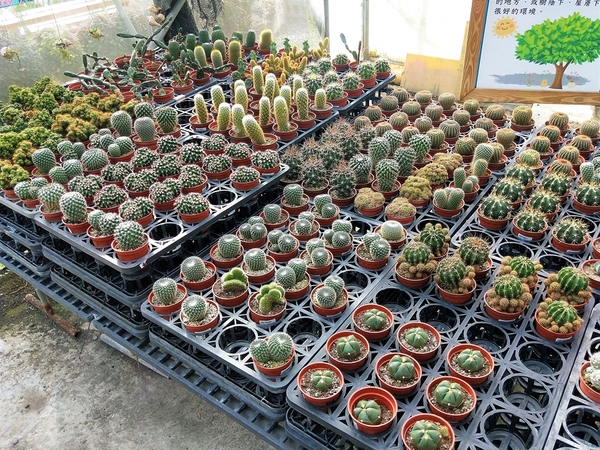 埔茂花市：【彰化芬園景點】埔茂花市~幸福花園咖啡，多肉植物及園藝造景，噴水池木藝造景好拍，DIY盆器，溜滑梯，盪鞦韆和戲沙池，親子遊趴趴GO