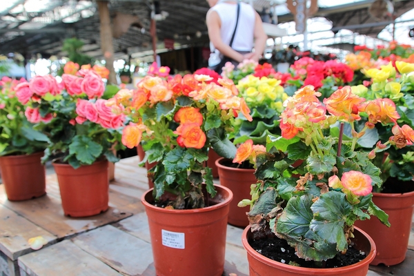 埔茂花市：【彰化芬園景點】埔茂花市~幸福花園咖啡，多肉植物及園藝造景，噴水池木藝造景好拍，DIY盆器，溜滑梯，盪鞦韆和戲沙池，親子遊趴趴GO