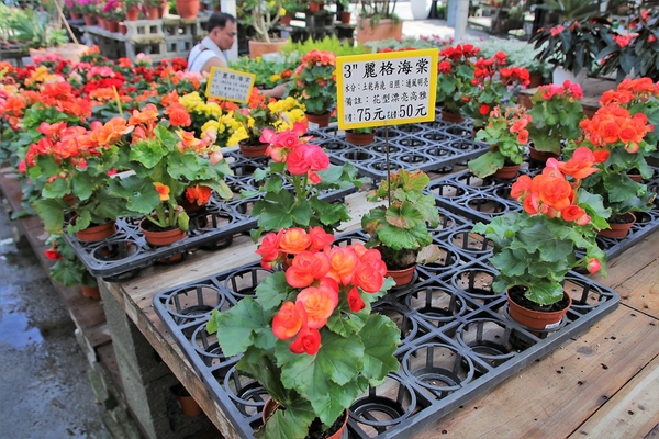 埔茂花市：【彰化芬園景點】埔茂花市~幸福花園咖啡，多肉植物及園藝造景，噴水池木藝造景好拍，DIY盆器，溜滑梯，盪鞦韆和戲沙池，親子遊趴趴GO
