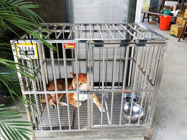 埔茂花市：【彰化芬園景點】埔茂花市~幸福花園咖啡，多肉植物及園藝造景，噴水池木藝造景好拍，DIY盆器，溜滑梯，盪鞦韆和戲沙池，親子遊趴趴GO