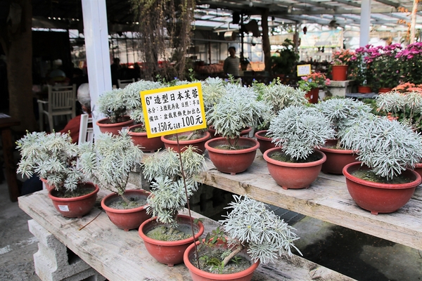 埔茂花市：【彰化芬園景點】埔茂花市~幸福花園咖啡，多肉植物及園藝造景，噴水池木藝造景好拍，DIY盆器，溜滑梯，盪鞦韆和戲沙池，親子遊趴趴GO