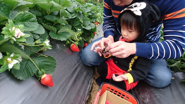 威哥草莓園:苗栗大湖~威哥草莓園~吉園圃認證觀光草莓園~自己動手採草莓好吃好玩好有趣~