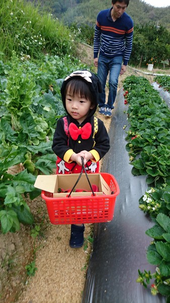 威哥草莓園:苗栗大湖~威哥草莓園~吉園圃認證觀光草莓園~自己動手採草莓好吃好玩好有趣~