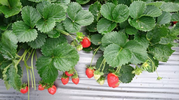 威哥草莓園:苗栗大湖~威哥草莓園~吉園圃認證觀光草莓園~自己動手採草莓好吃好玩好有趣~