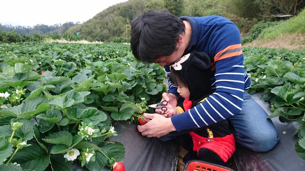 威哥草莓園:苗栗大湖~威哥草莓園~吉園圃認證觀光草莓園~自己動手採草莓好吃好玩好有趣~