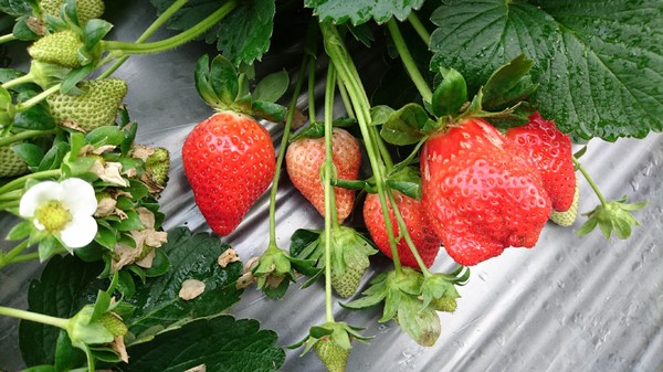 威哥草莓園:苗栗大湖~威哥草莓園~吉園圃認證觀光草莓園~自己動手採草莓好吃好玩好有趣~