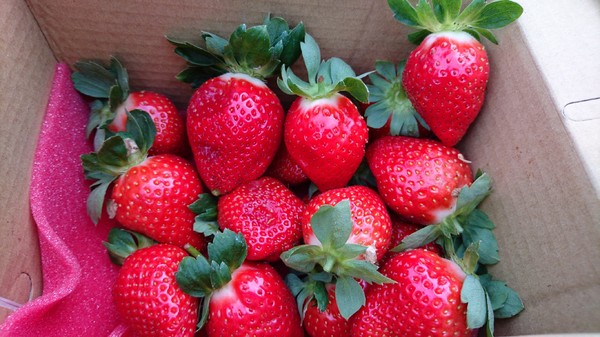 威哥草莓園:苗栗大湖~威哥草莓園~吉園圃認證觀光草莓園~自己動手採草莓好吃好玩好有趣~