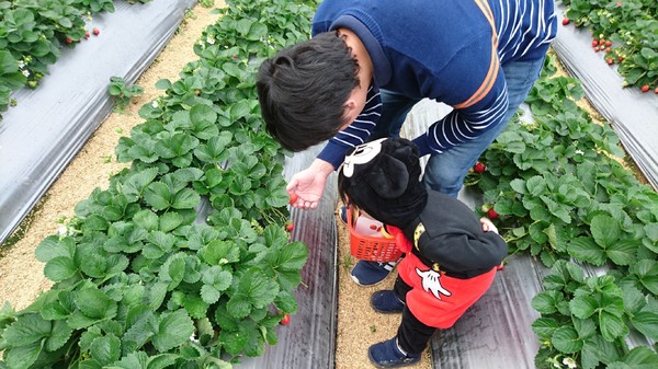 威哥草莓園:苗栗大湖~威哥草莓園~吉園圃認證觀光草莓園~自己動手採草莓好吃好玩好有趣~