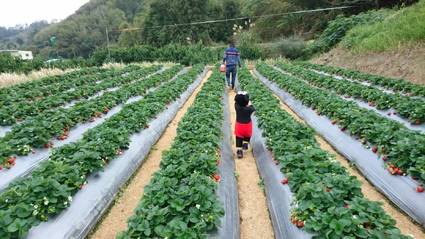 威哥草莓園:苗栗大湖~威哥草莓園~吉園圃認證觀光草莓園~自己動手採草莓好吃好玩好有趣~