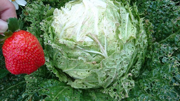 威哥草莓園:苗栗大湖~威哥草莓園~吉園圃認證觀光草莓園~自己動手採草莓好吃好玩好有趣~