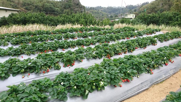 威哥草莓園:苗栗大湖~威哥草莓園~吉園圃認證觀光草莓園~自己動手採草莓好吃好玩好有趣~