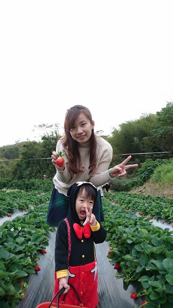 威哥草莓園:苗栗大湖~威哥草莓園~吉園圃認證觀光草莓園~自己動手採草莓好吃好玩好有趣~