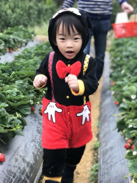 威哥草莓園:苗栗大湖~威哥草莓園~吉園圃認證觀光草莓園~自己動手採草莓好吃好玩好有趣~