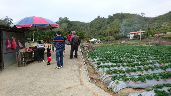 威哥草莓園:苗栗大湖~威哥草莓園~吉園圃認證觀光草莓園~自己動手採草莓好吃好玩好有趣~
