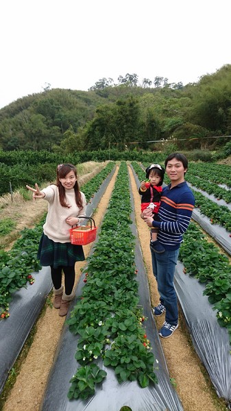 威哥草莓園:苗栗大湖~威哥草莓園~吉園圃認證觀光草莓園~自己動手採草莓好吃好玩好有趣~