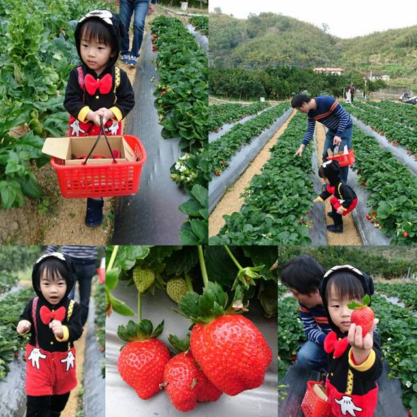 威哥草莓園:苗栗大湖~威哥草莓園~吉園圃認證觀光草莓園~自己動手採草莓好吃好玩好有趣~