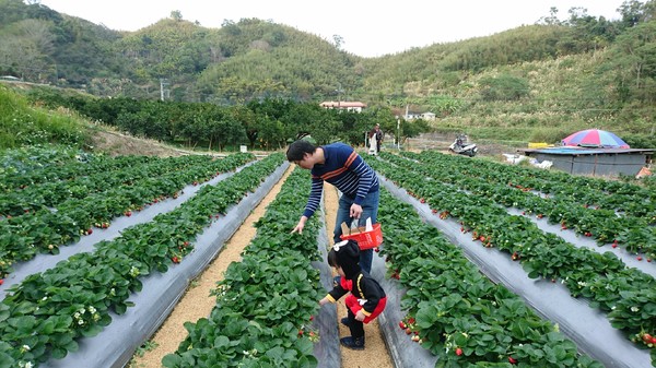 威哥草莓園:苗栗大湖~威哥草莓園~吉園圃認證觀光草莓園~自己動手採草莓好吃好玩好有趣~