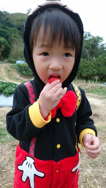 威哥草莓園:苗栗大湖~威哥草莓園~吉園圃認證觀光草莓園~自己動手採草莓好吃好玩好有趣~