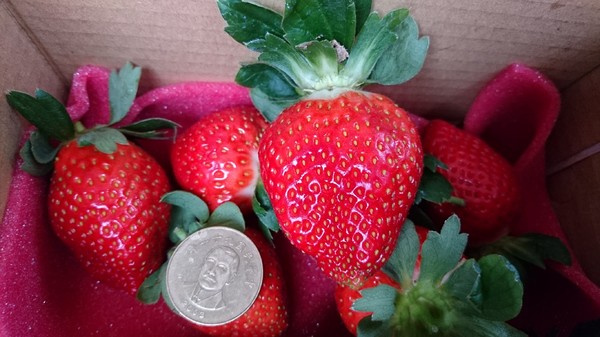 威哥草莓園:苗栗大湖~威哥草莓園~吉園圃認證觀光草莓園~自己動手採草莓好吃好玩好有趣~