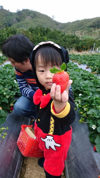 威哥草莓園:苗栗大湖~威哥草莓園~吉園圃認證觀光草莓園~自己動手採草莓好吃好玩好有趣~
