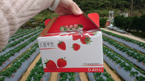 威哥草莓園:苗栗大湖~威哥草莓園~吉園圃認證觀光草莓園~自己動手採草莓好吃好玩好有趣~