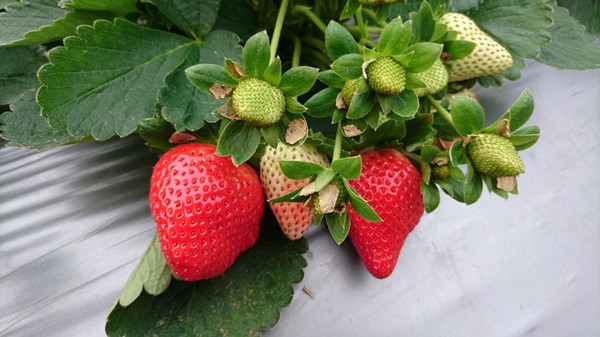 威哥草莓園:苗栗大湖~威哥草莓園~吉園圃認證觀光草莓園~自己動手採草莓好吃好玩好有趣~