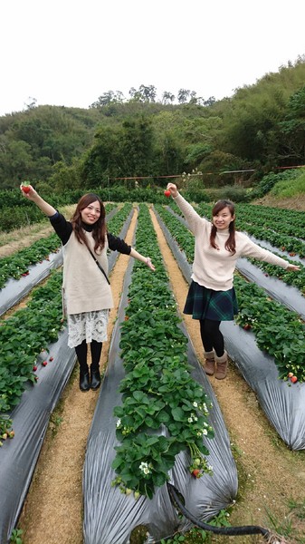 威哥草莓園:苗栗大湖~威哥草莓園~吉園圃認證觀光草莓園~自己動手採草莓好吃好玩好有趣~