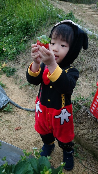 威哥草莓園:苗栗大湖~威哥草莓園~吉園圃認證觀光草莓園~自己動手採草莓好吃好玩好有趣~