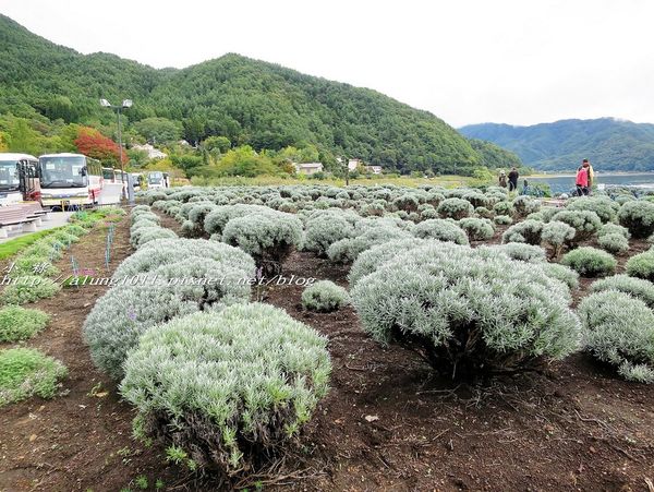 巴士紅線+自然館 (14).jpg