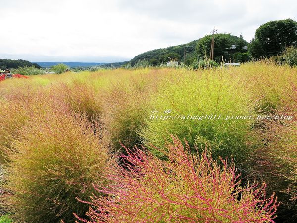 巴士紅線+自然館 (30).jpg
