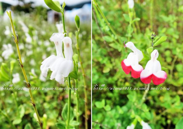 巴士紅線+自然館 (23).jpg