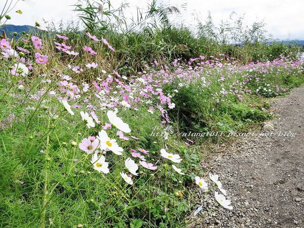 巴士紅線+自然館 (25).jpg