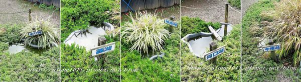 巴士紅線+自然館 (28).jpg