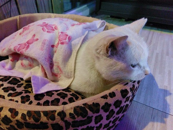 Virgo炭燒夜食:Virgo炭燒夜食-林森北路巷弄內酒bar 除了酒品選擇多樣 烤物炸物也不賴 店內備有鏢機 不管要約會或開趴都適合(附菜單)