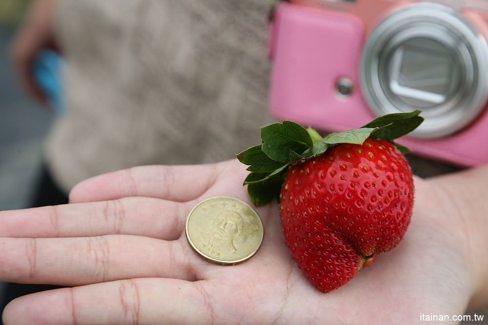 台南旅遊｜2018過年旅遊~走!我們去採草莓囉!!南科觀光草莓園｜南科高架草莓園｜台南採草莓｜新市善化草莓園｜新年旅遊走春｜草莓花束｜奶蓋草莓鮮奶 - 台南好Food遊
