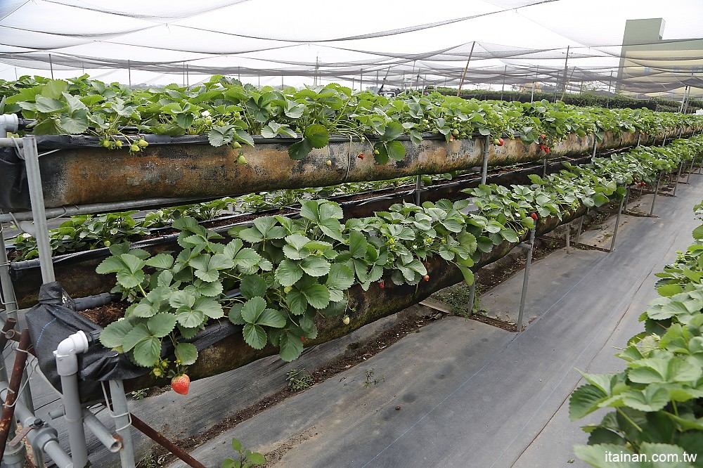 台南旅遊｜2018過年旅遊~走!我們去採草莓囉!!南科觀光草莓園｜南科高架草莓園｜台南採草莓｜新市善化草莓園｜新年旅遊走春｜草莓花束｜奶蓋草莓鮮奶 - 台南好Food遊
