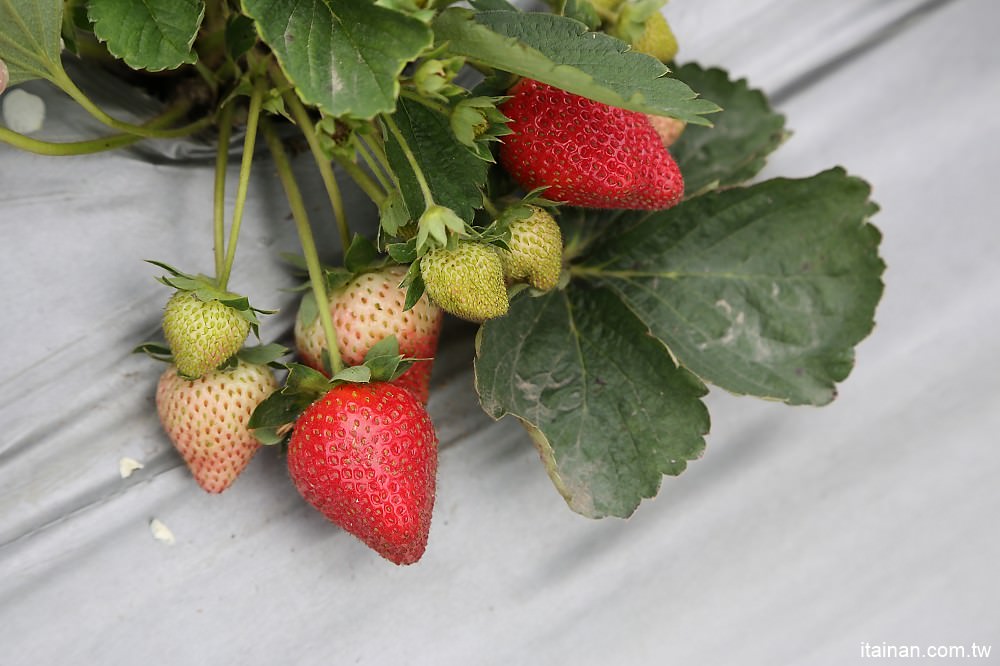台南旅遊｜2018過年旅遊~走!我們去採草莓囉!!南科觀光草莓園｜南科高架草莓園｜台南採草莓｜新市善化草莓園｜新年旅遊走春｜草莓花束｜奶蓋草莓鮮奶 - 台南好Food遊