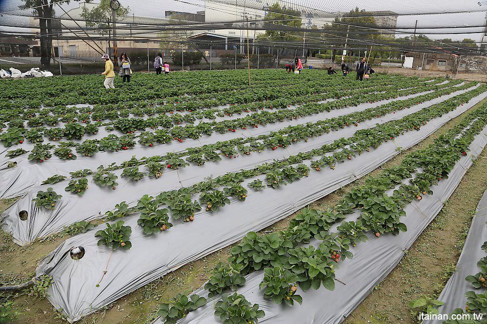 台南旅遊｜2018過年旅遊~走!我們去採草莓囉!!南科觀光草莓園｜南科高架草莓園｜台南採草莓｜新市善化草莓園｜新年旅遊走春｜草莓花束｜奶蓋草莓鮮奶 - 台南好Food遊